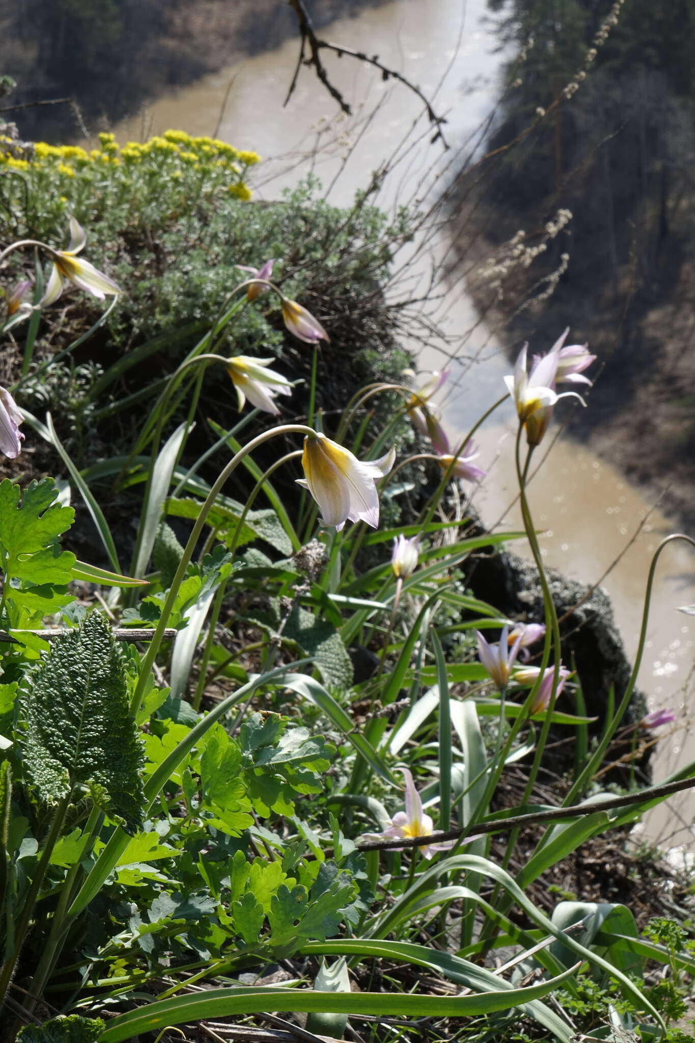 Image de Tulipa sylvestris subsp. australis (Link) Pamp.