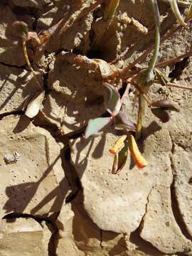 Image of Oxalis dines Ornduff