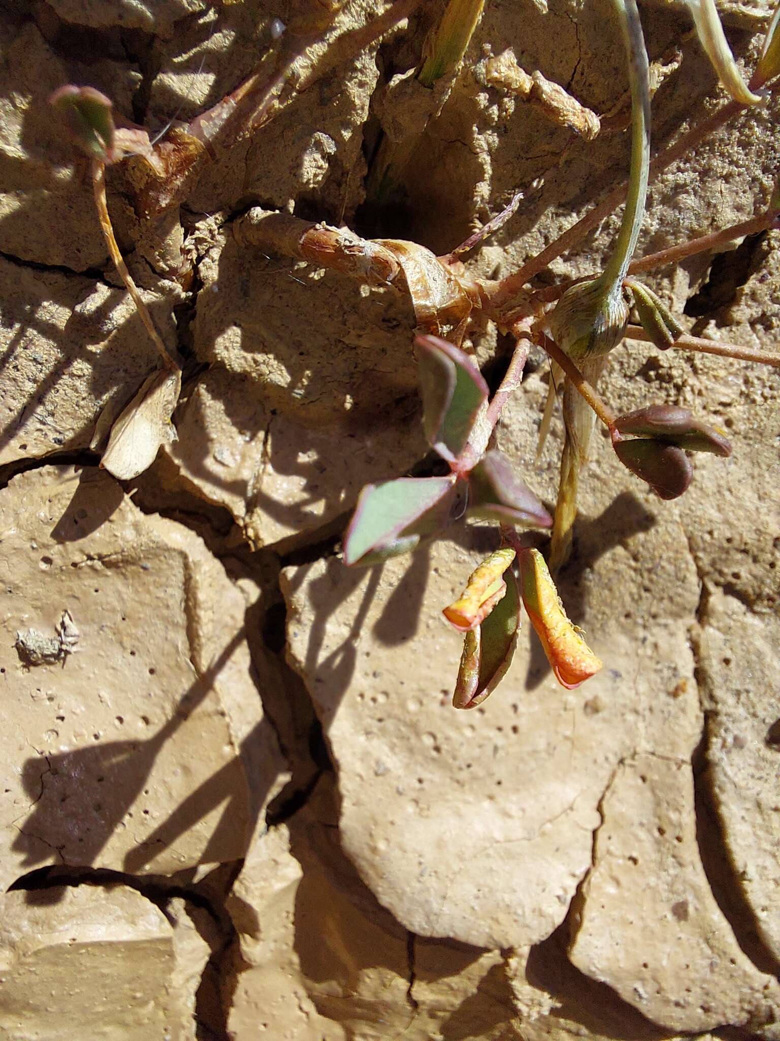 Image de Oxalis dines Ornduff