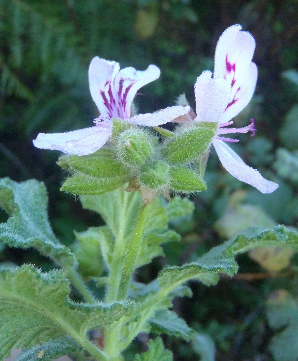 Image of oakleaf garden geranium