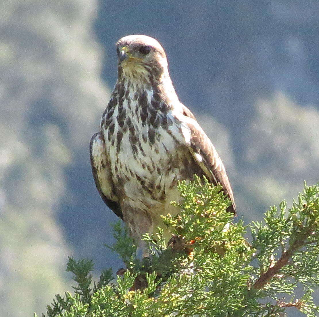 Image of Forest Buzzard