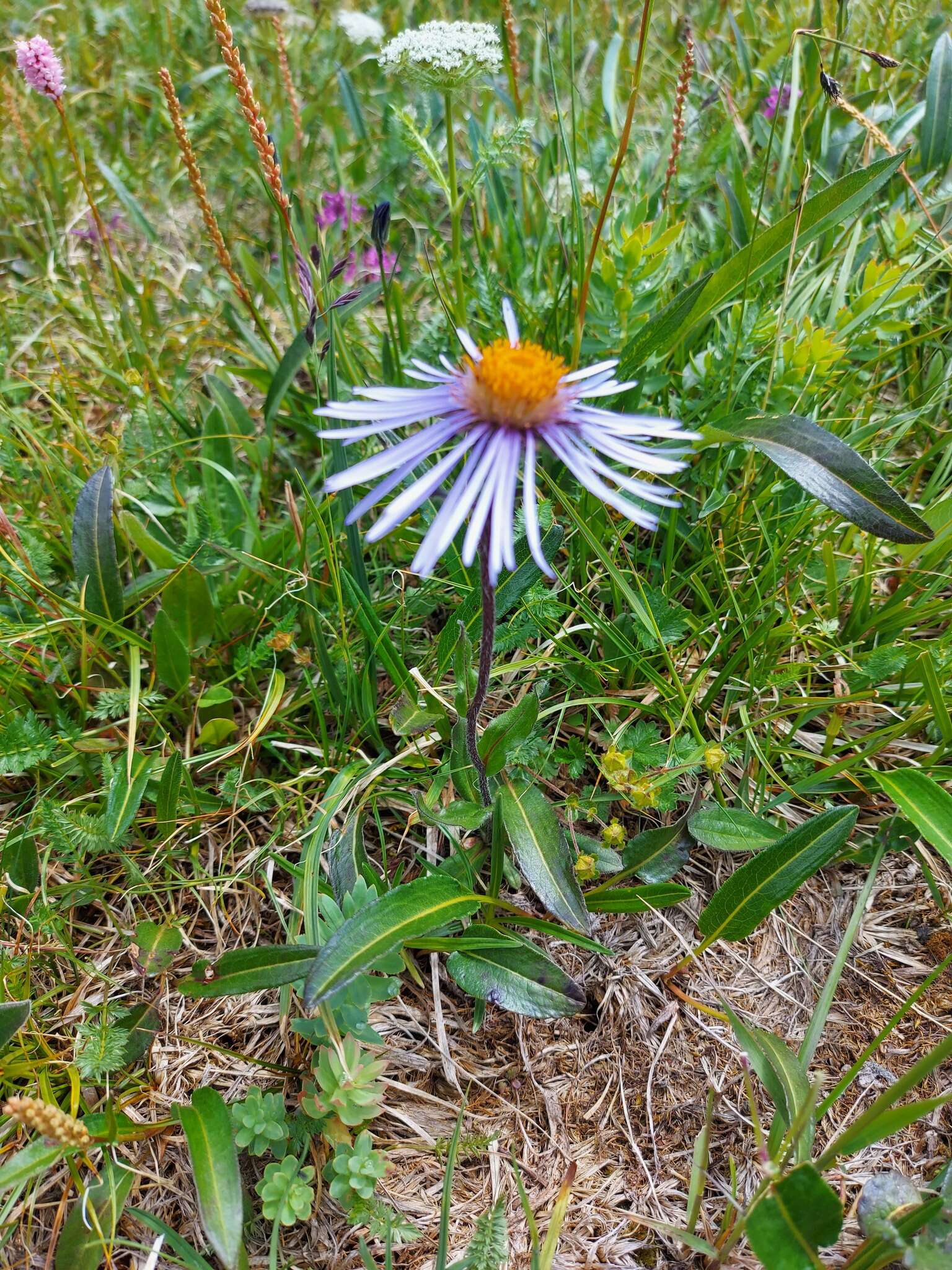 Plancia ëd Aster flaccidus Bunge