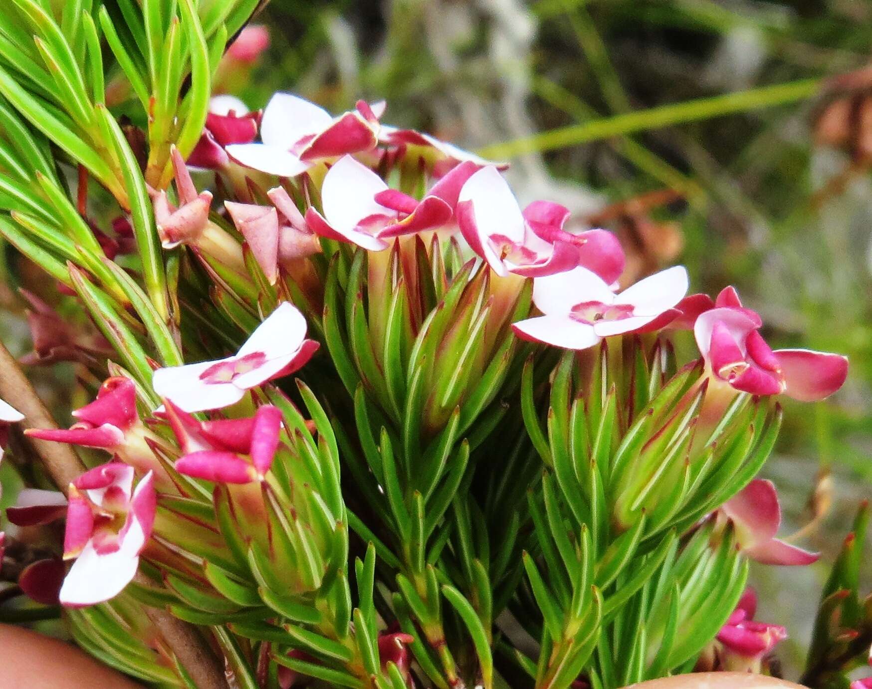 Image of Erica fastigiata var. fastigiata