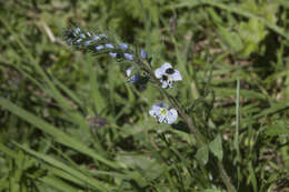 Image of Veronica gentianoides Vahl