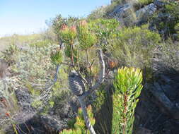 Plancia ëd Leucadendron comosum subsp. comosum