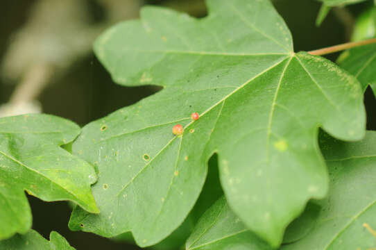 Imagem de <i>Aceria macrochela</i>