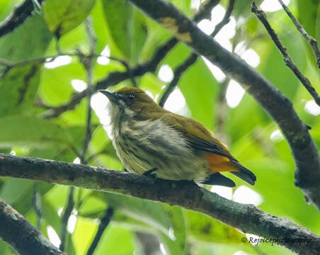 Image of Yellow-vented Flowerpecker