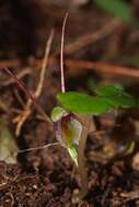 Image of Corybas vitreus Lehnebach