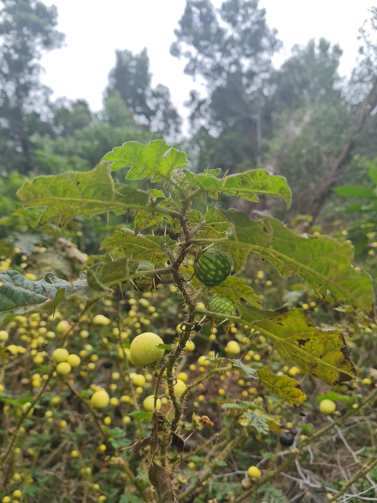 Sivun Solanum aculeatissimum Jacquin kuva