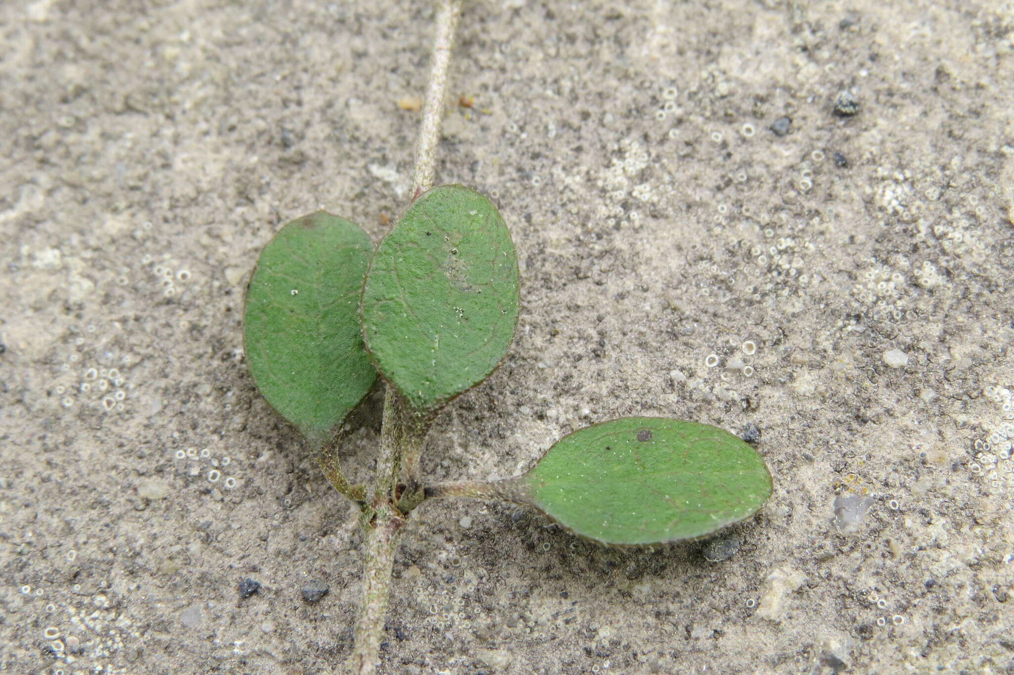 Imagem de Coprosma crassifolia Colenso