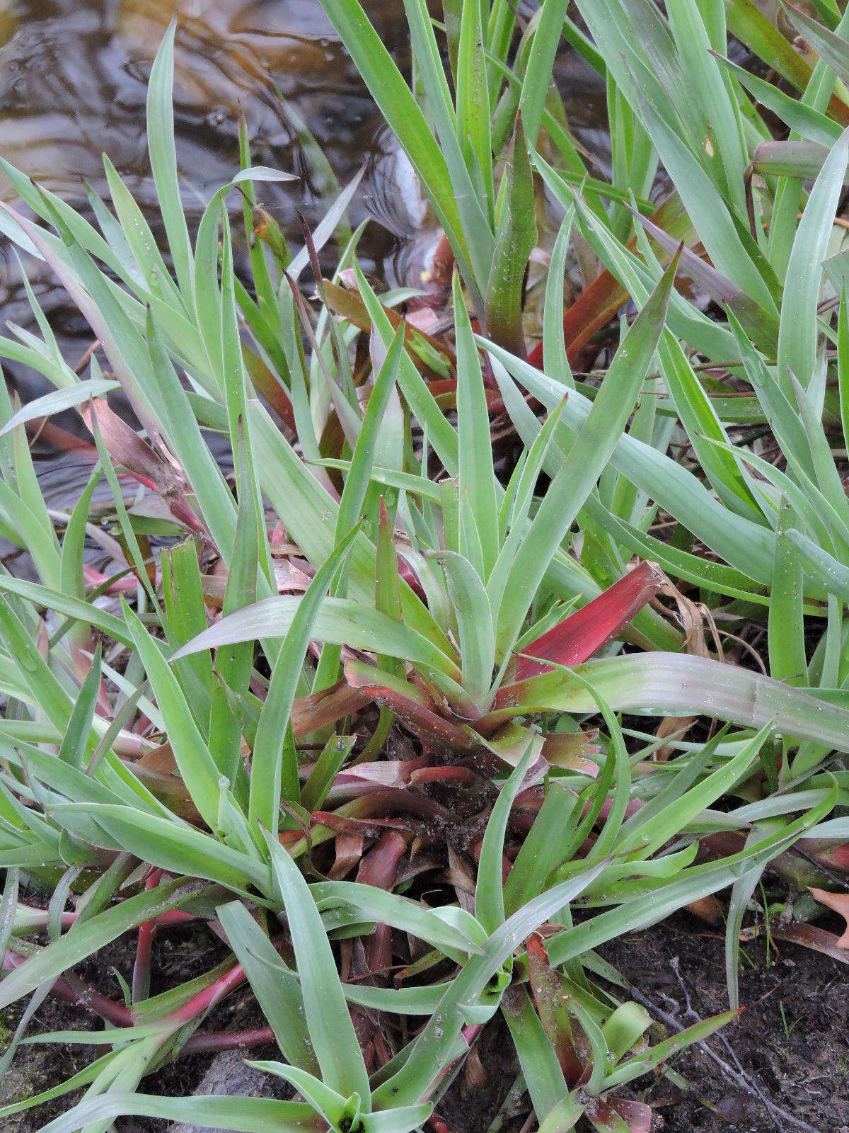 Image of Juncus lomatophyllus Spreng.