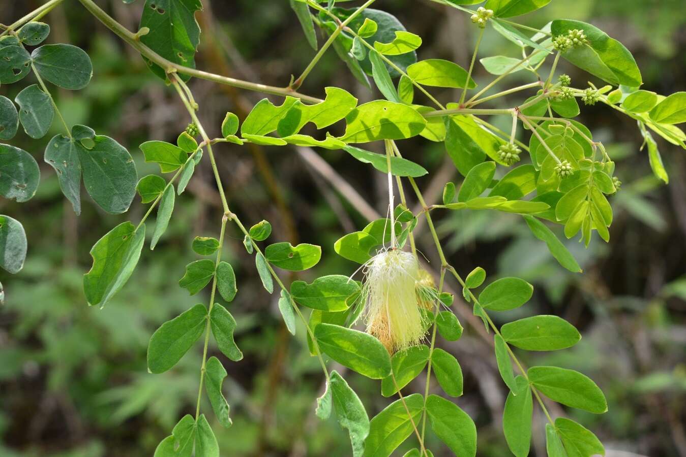 Image de Zapoteca formosa (Kunth) H. M. Hern.