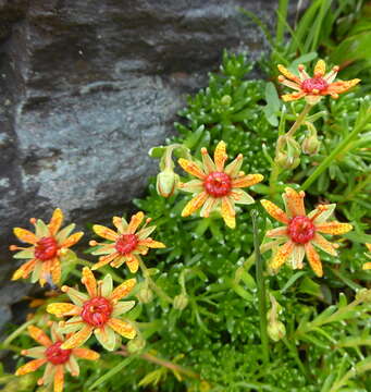 Image of Yellow (Mountain) Saxifrage