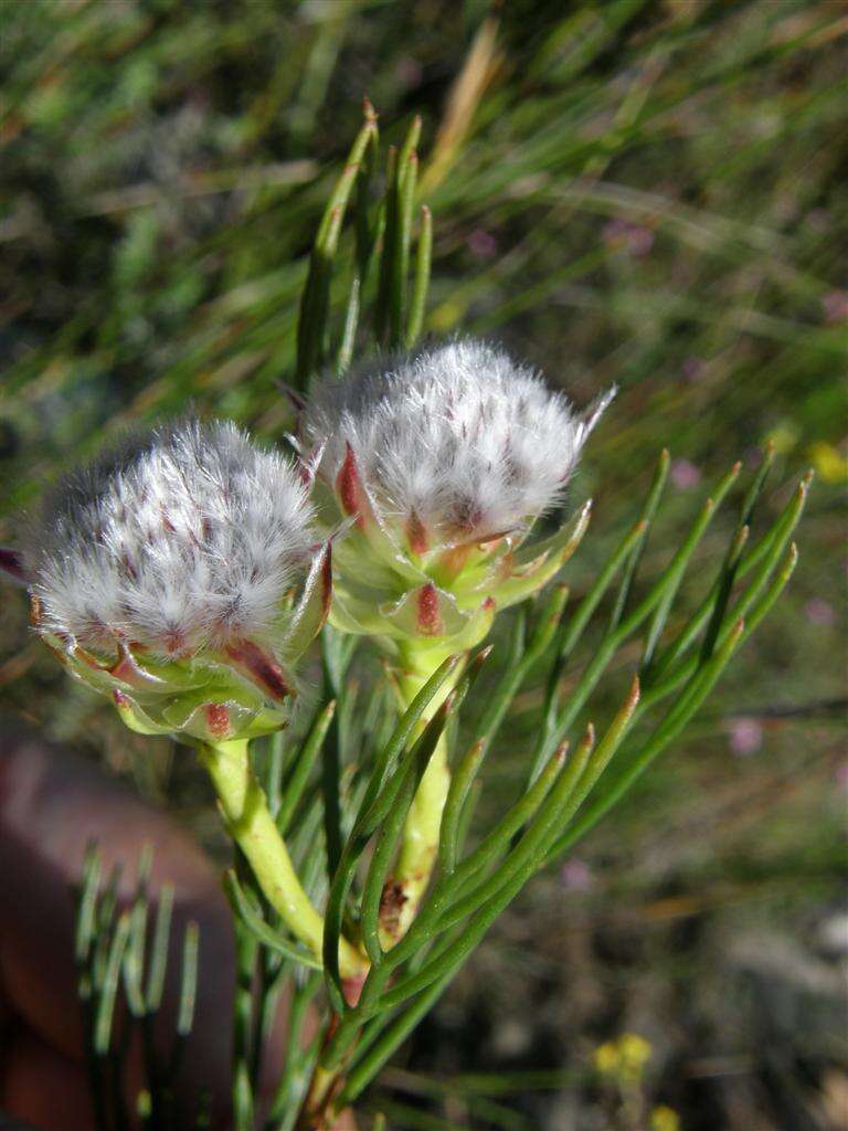 Imagem de Serruria phylicoides (Berg.) R. Br.