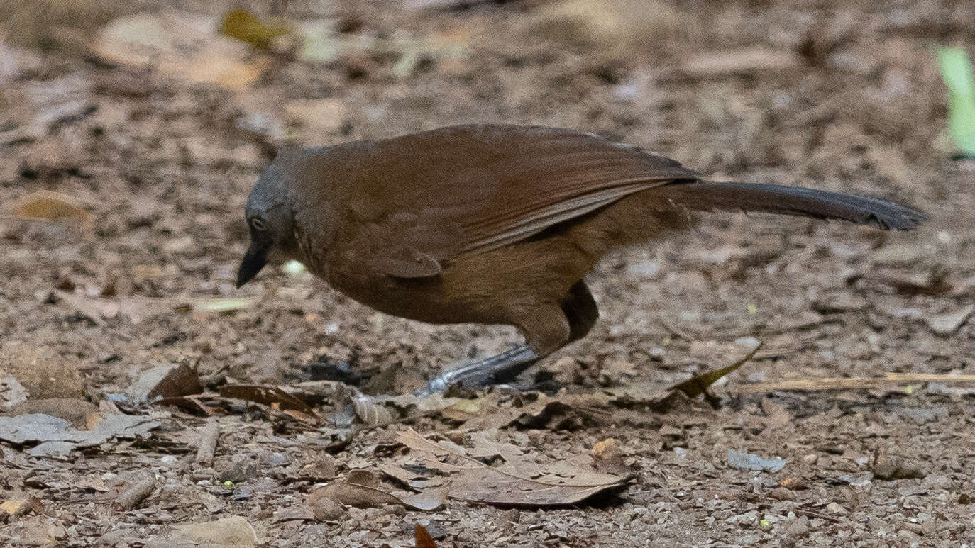 Image of Ashy-headed Laughingthrush