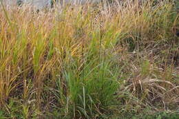 Imagem de Miscanthus sacchariflorus (Maxim.) Benth. & Hook. fil. ex Franch.