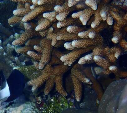 Image of hump coral