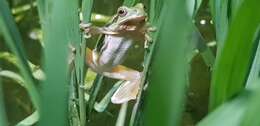 Image of Suweon treefrog