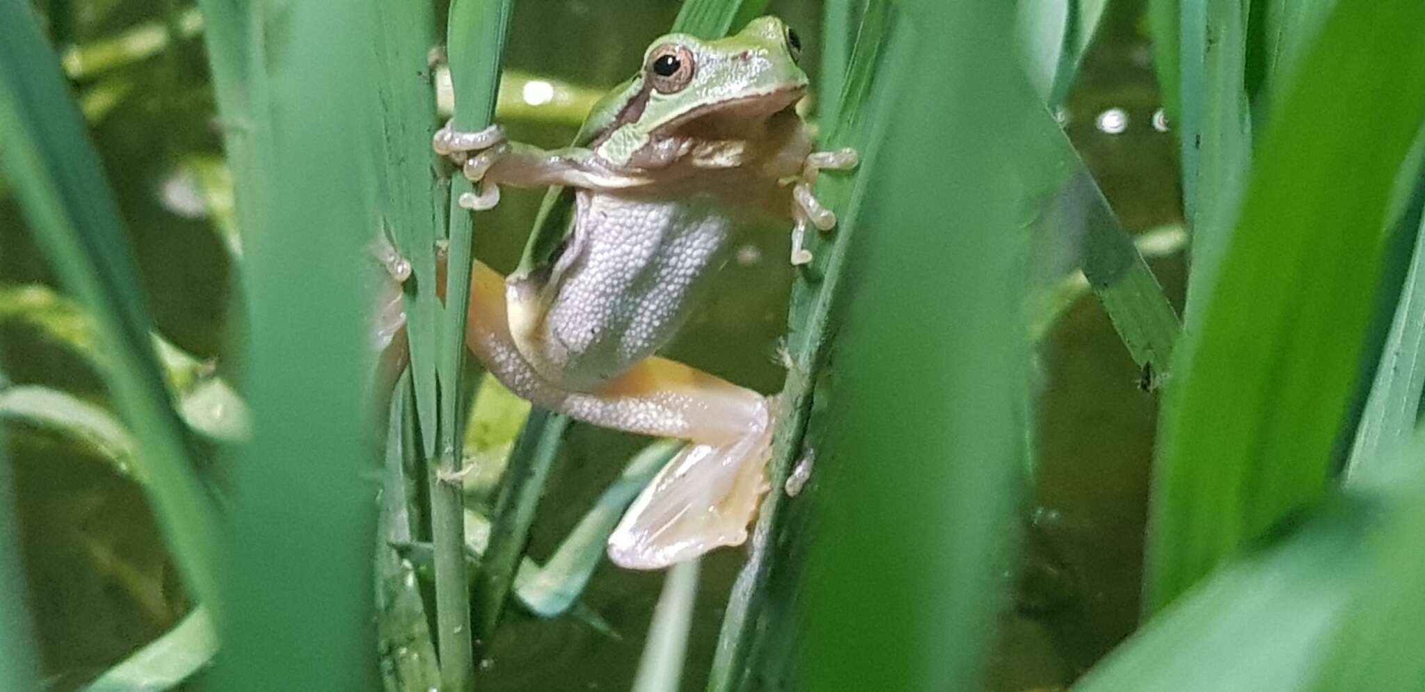 Image of Suweon treefrog