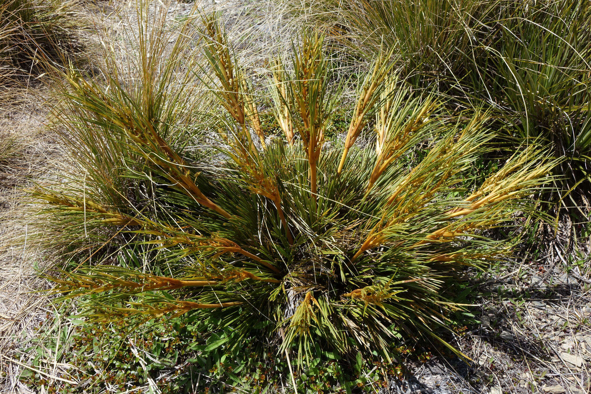 Image of Aciphylla montana Armst.