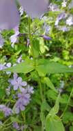 Image of Lapham's phlox