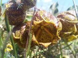 Image of Pachycarpus grandiflorus subsp. grandiflorus