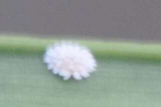 Image of Buff coconut mealybug