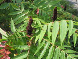 Image of Sumac Gall Aphid