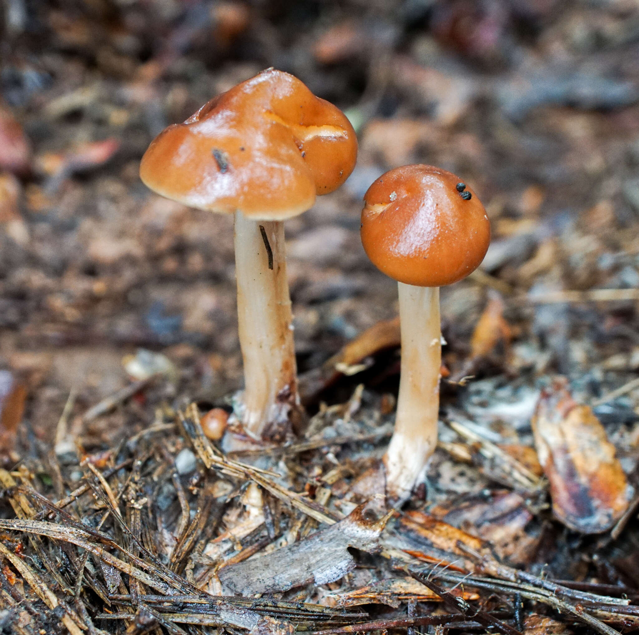 Image of Rhodocollybia butyracea (Bull.) Lennox 1979