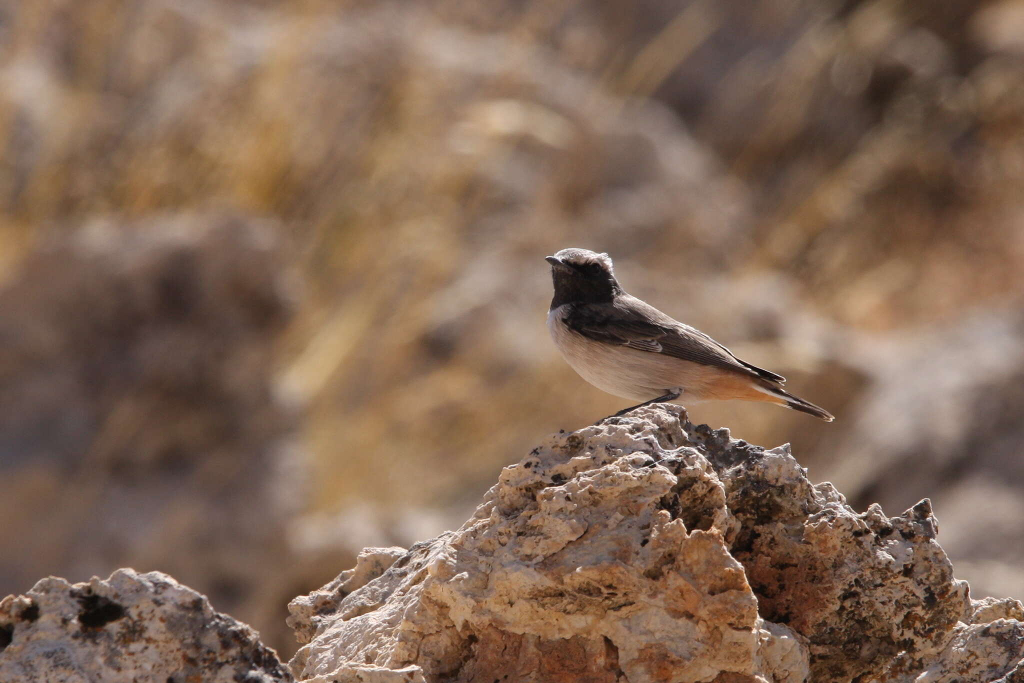 Image of Kurdish Wheatear