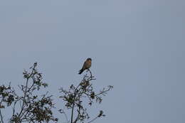 Image of American Kestrel