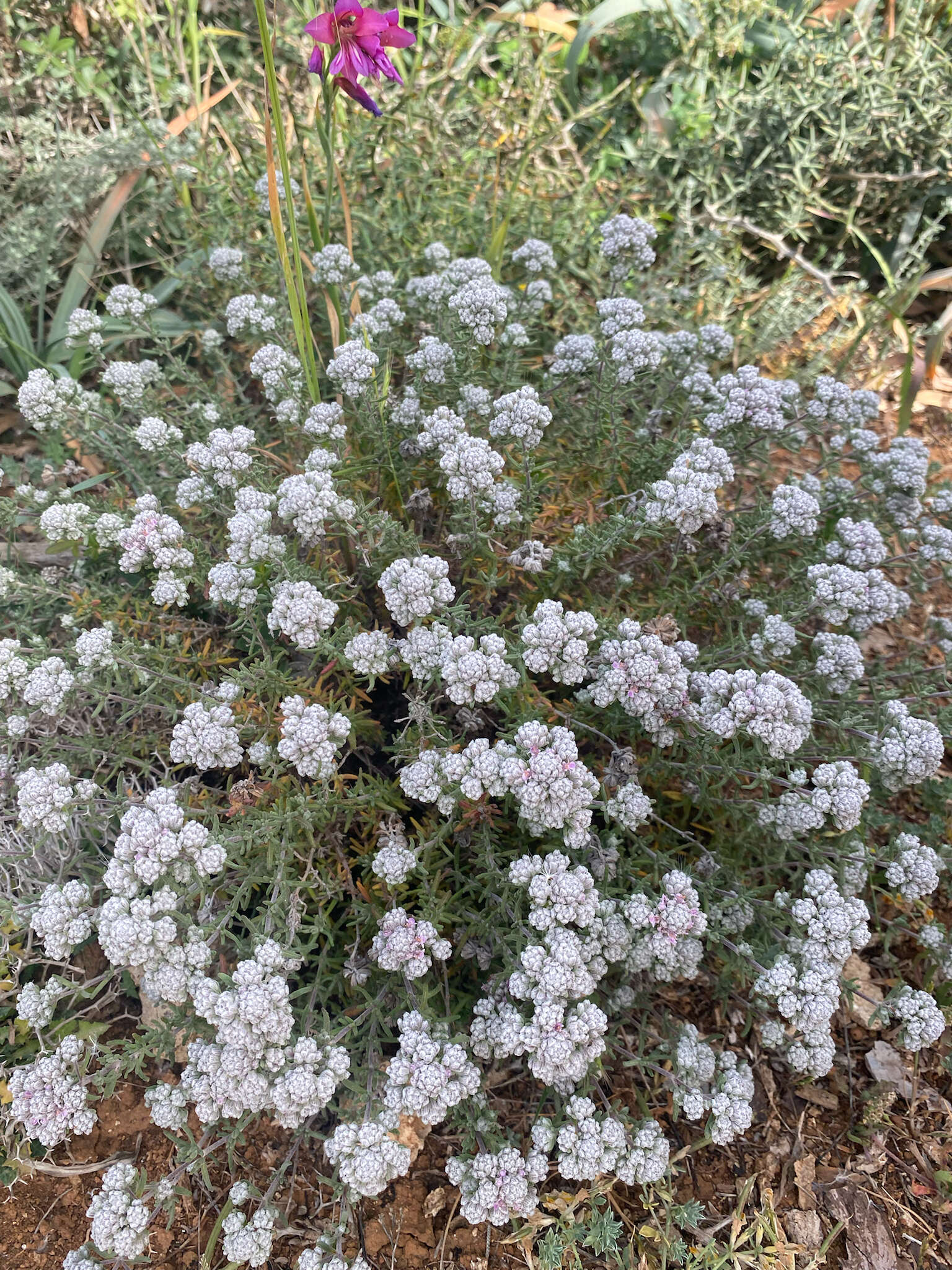 Image of Teucrium capitatum subsp. majoricum (Rouy) Nyman