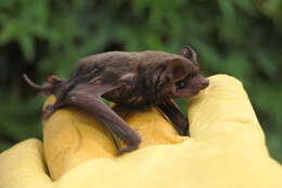 Image of dwarf bonneted bat