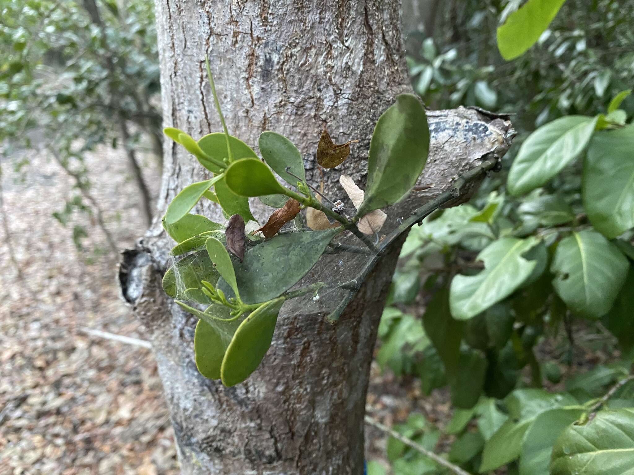 Image de Phoradendron rubrum (L.) Griseb. ex Eichl.