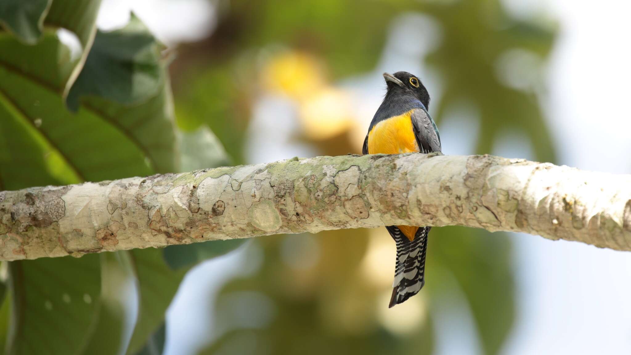 Image of Gartered Trogon