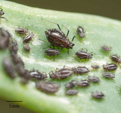 Image of Aphid