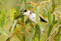 Image of Melithreptus albogularis inopinatus Schodde 1989