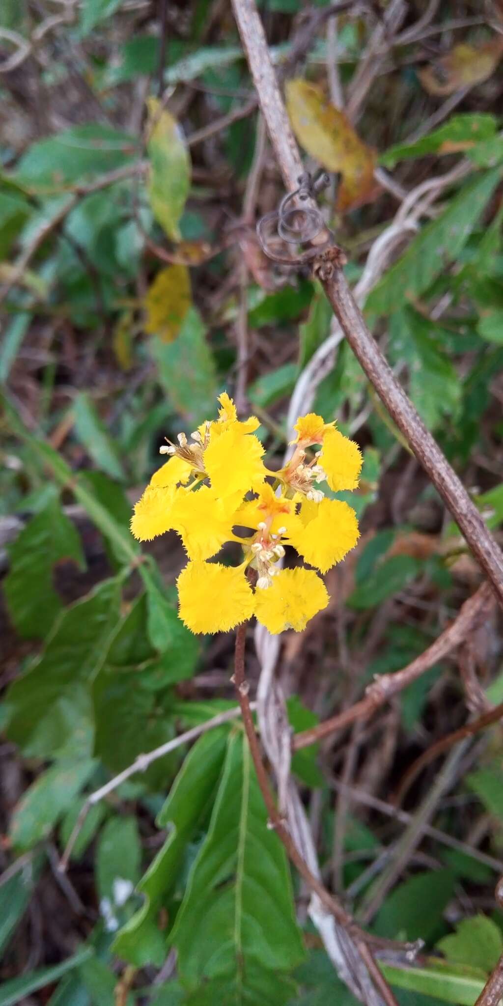 Plancia ëd Diplopterys lutea (Griseb.) W. R. Anderson & C. Davis