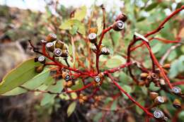 صورة Eucalyptus trivalva Blakely