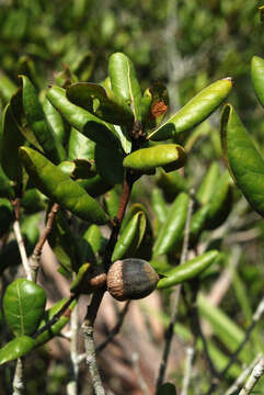 Image of scrub oak