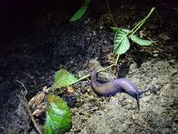 Image of Carpathian blue slug