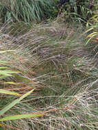 Image of Juncus kraussii subsp. australiensis (Buch.) S. Snogerup