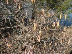 Plancia ëd Alnus serrulata (Aiton) Willd.