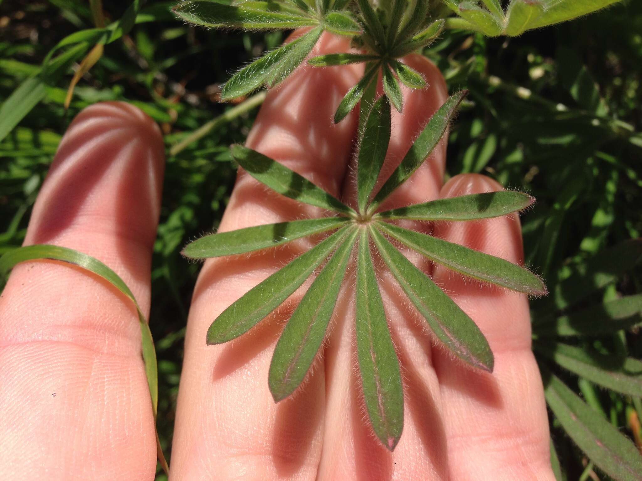 Слика од Lupinus guadalupensis C. P. Sm.