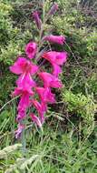 Plancia ëd Gladiolus byzantinus Mill.