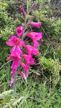 Plancia ëd Gladiolus byzantinus Mill.