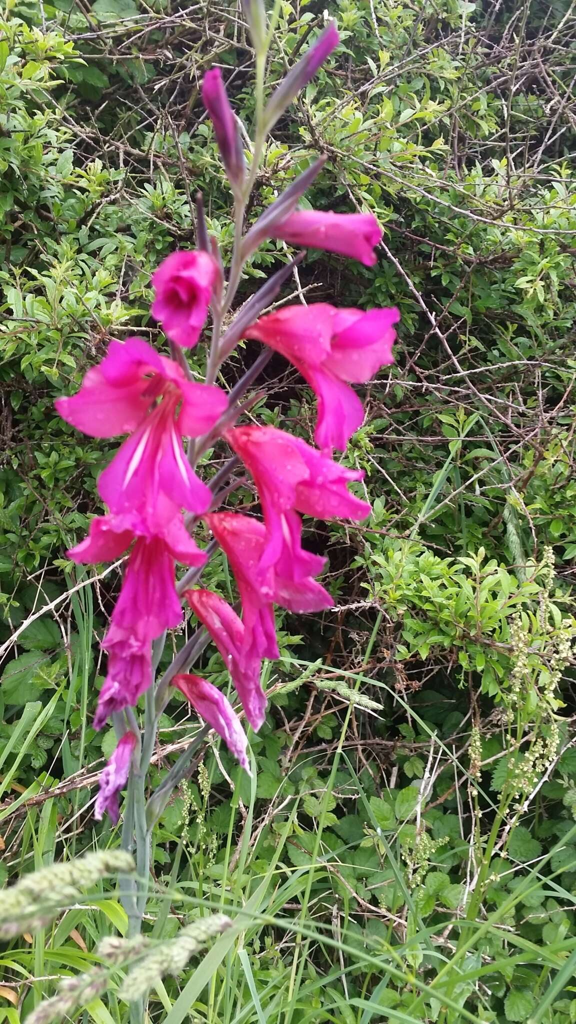 Plancia ëd Gladiolus byzantinus Mill.