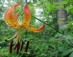 Lilium michauxii Poir. resmi