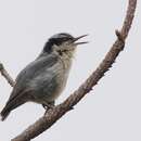 Image of Black-masked Nuthatch