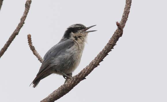 Image of Black-masked Nuthatch